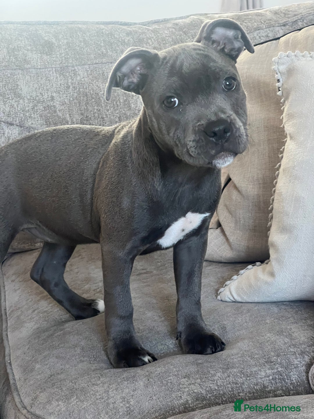 Staffordshire Bull Terrier dogs for sale: Blue staffie girl - Image 1