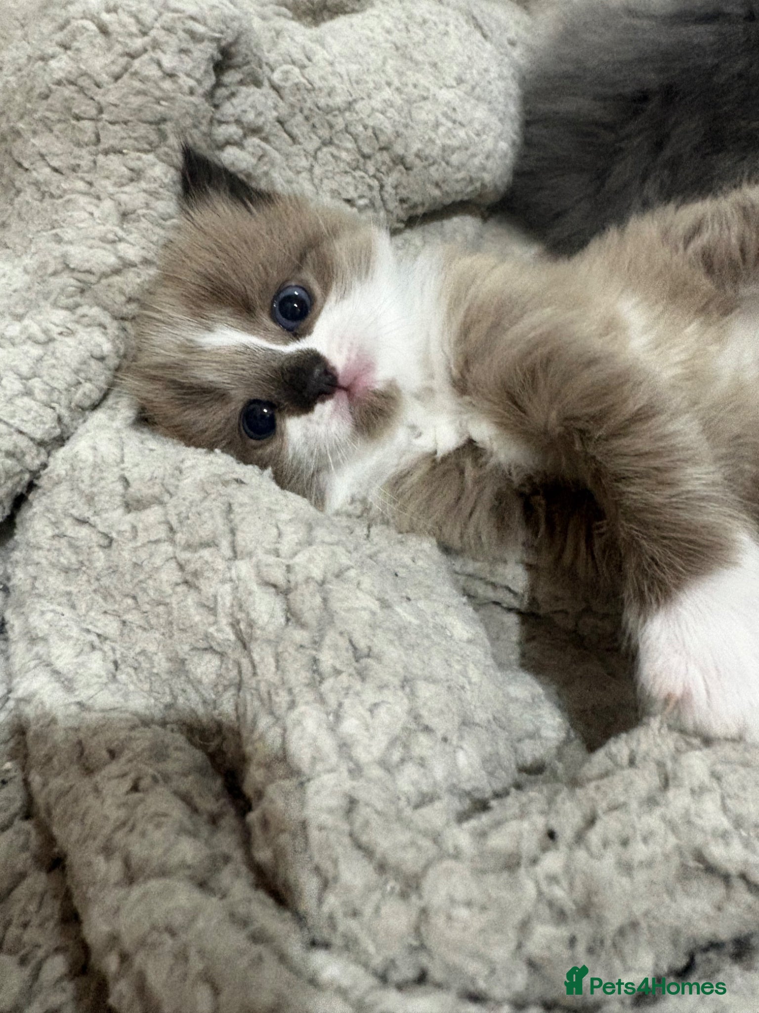 Ragdoll Kitten 3