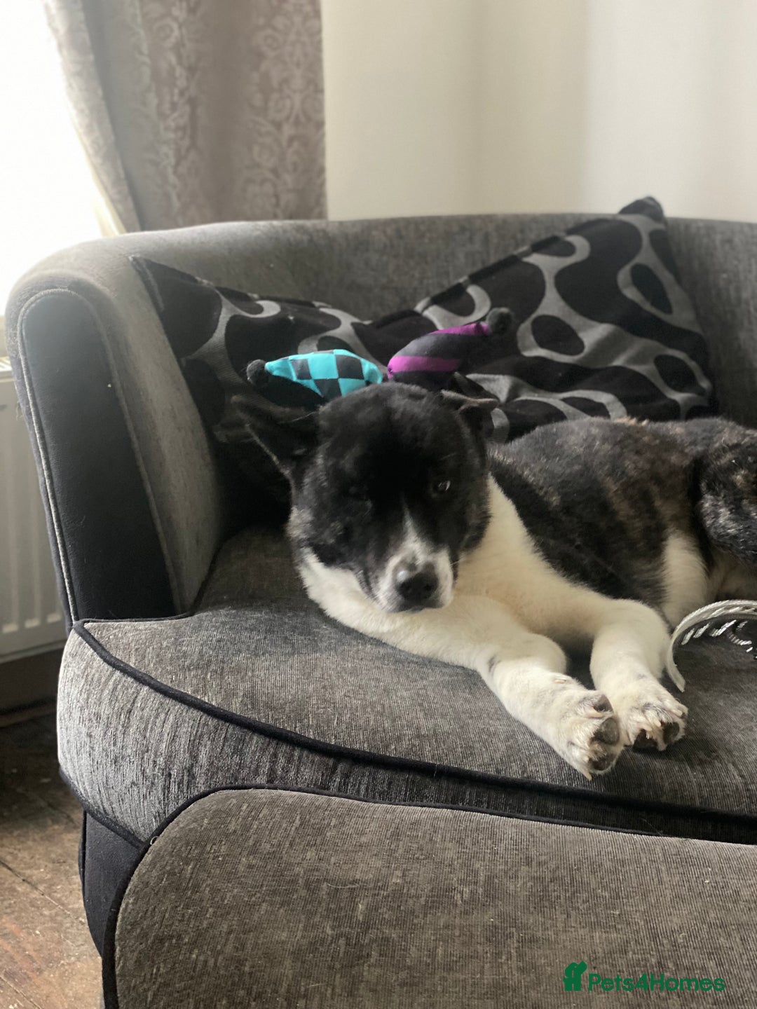 Akita dogs for sale: Chunky American Akita puppies - Advert 8