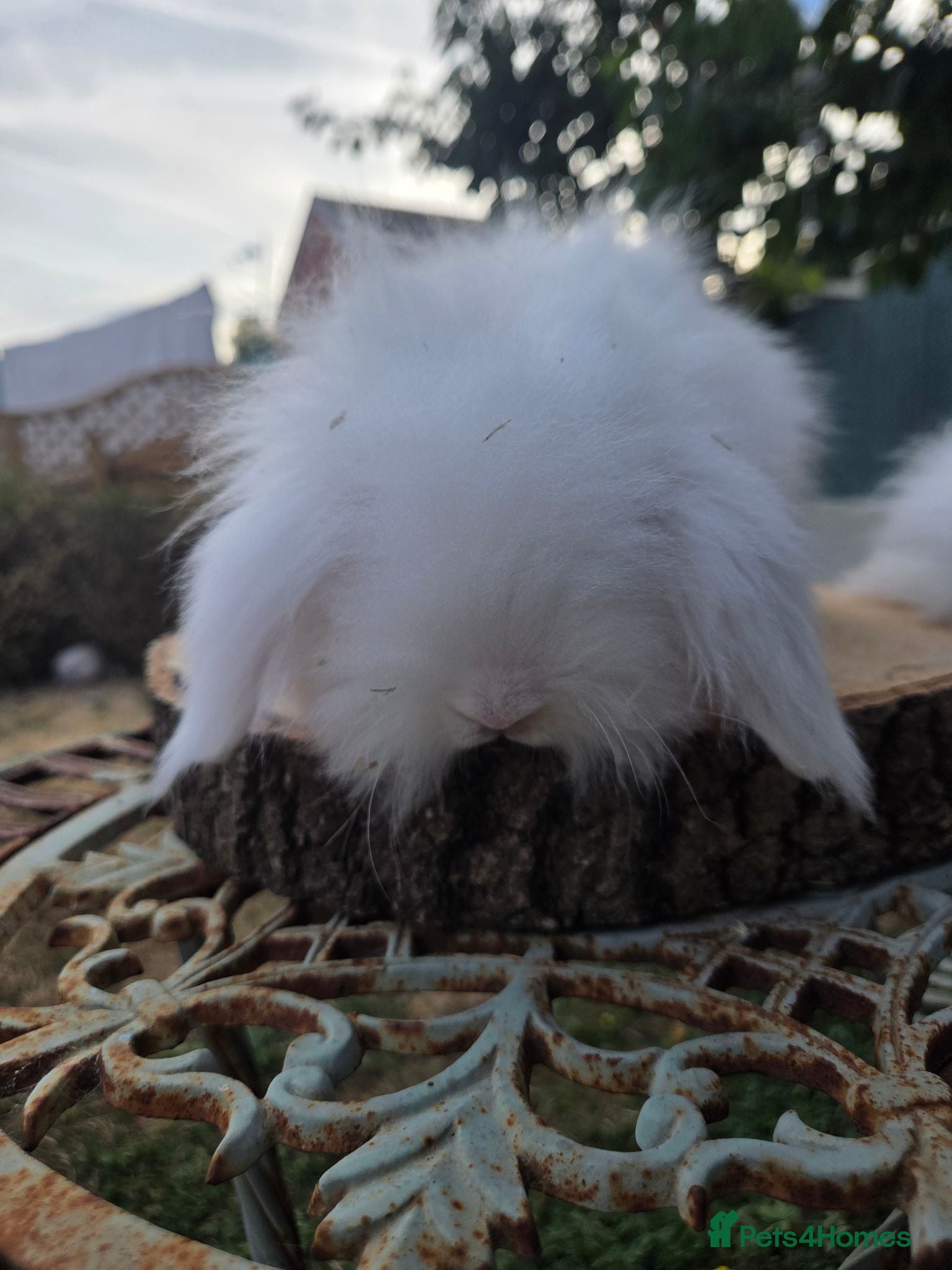 Angora rabbits  Super fluffy  babys ready now can deliver  - Advert 2
