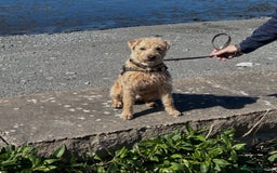 Mixed Breed dogs for sale: Lakeland/Border Terrier for sale - Image 7