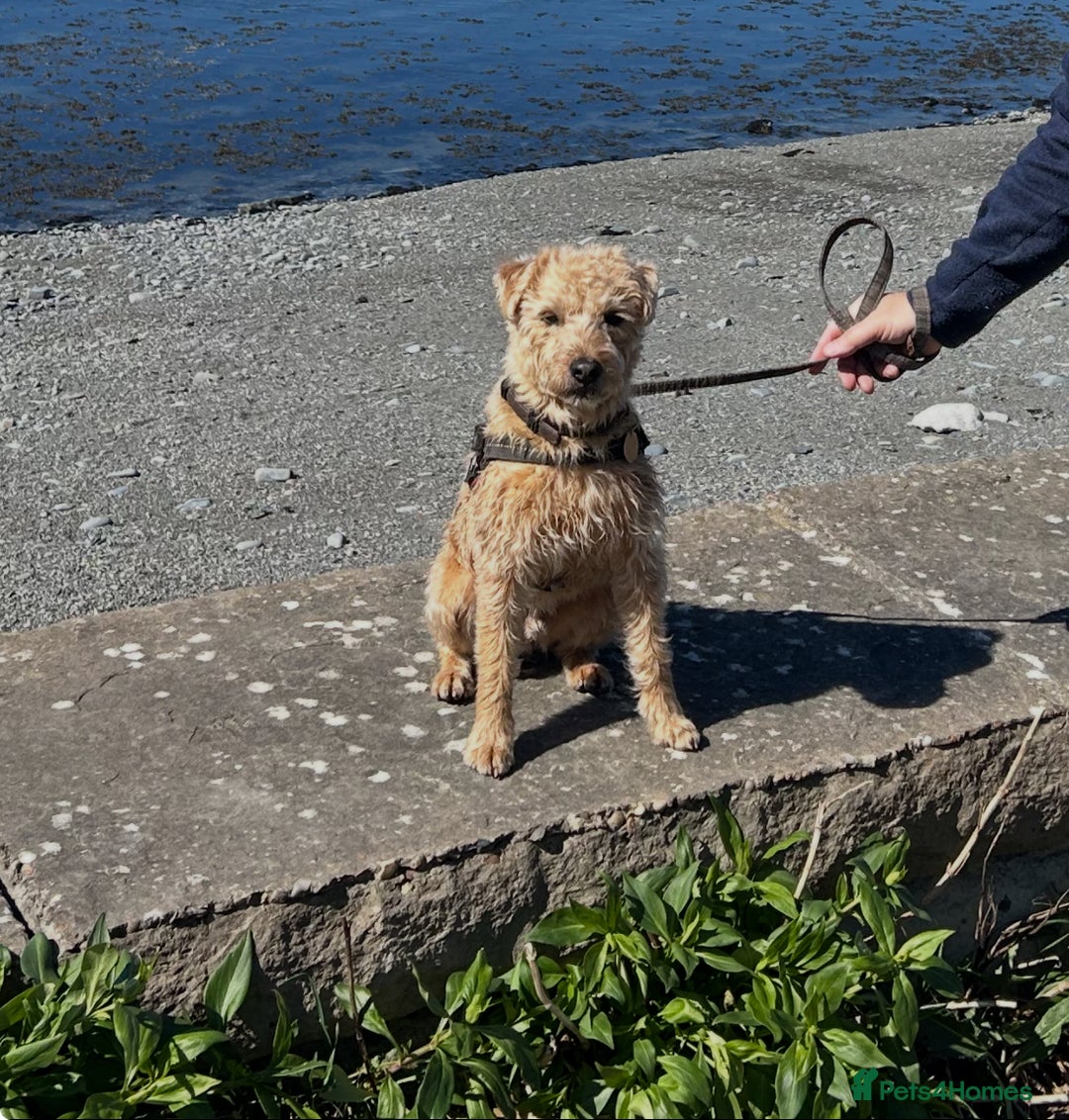 Mixed Breed dogs for sale: Lakeland/Border Terrier for sale - Image 7