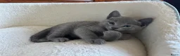 Russian Blue cats for sale: Gorgeous GCCF registered Russian Blue Kittens  - Advert 6