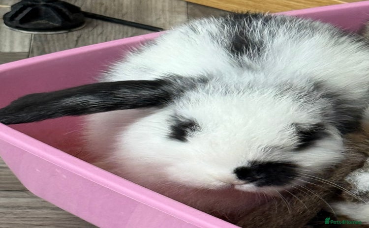 Mini Lop rabbits - Advert 18