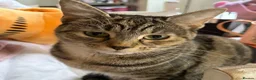 Mixed Breed cats for sale: Two female ginger tabby kittens  - Advert 3