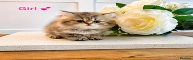 Persian Kitten 3