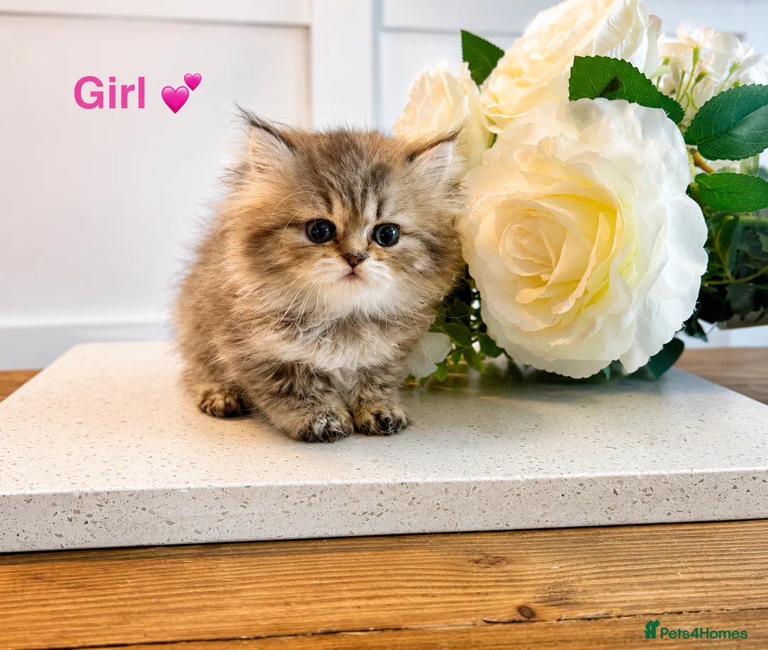 Persian cats for sale: 💕 Doll faced Persian kittens 💕 - Advert 2