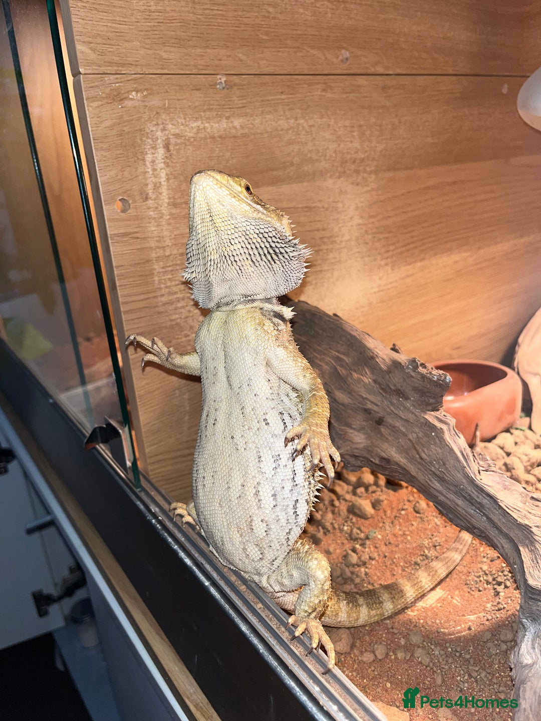 Bearded Dragon reptiles for sale: Miss-gendered handsome Bearded Dragon  - Image 4