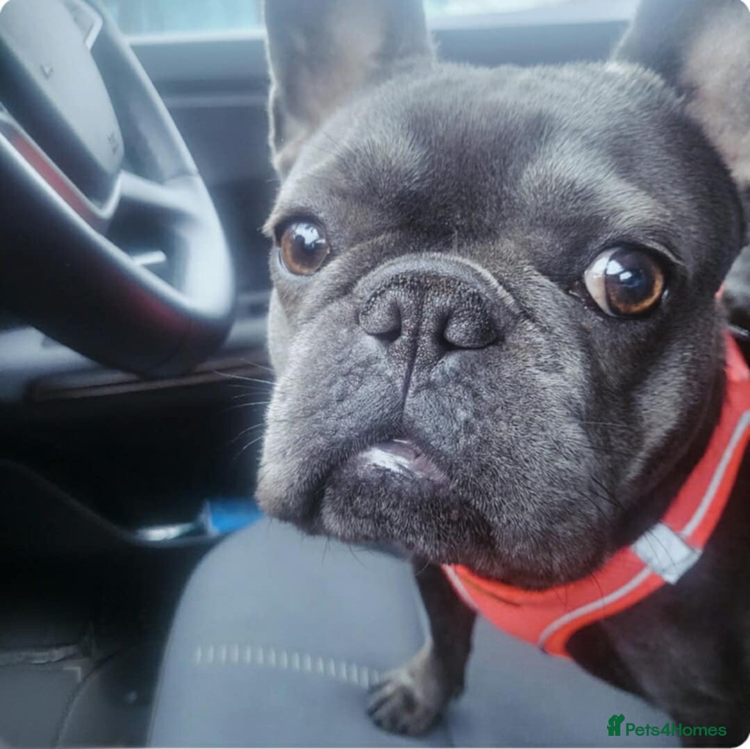 French Bulldog dogs for sale: Frenchie - Advert 5