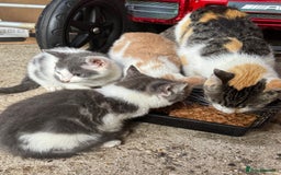 Mixed Breed cats for sale: Mix breed male kittens for sale  - Image 4