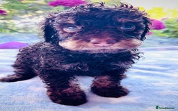 Cockapoo dogs for sale: Stunning fully DNA tested Cockapoo puppies - Image 12