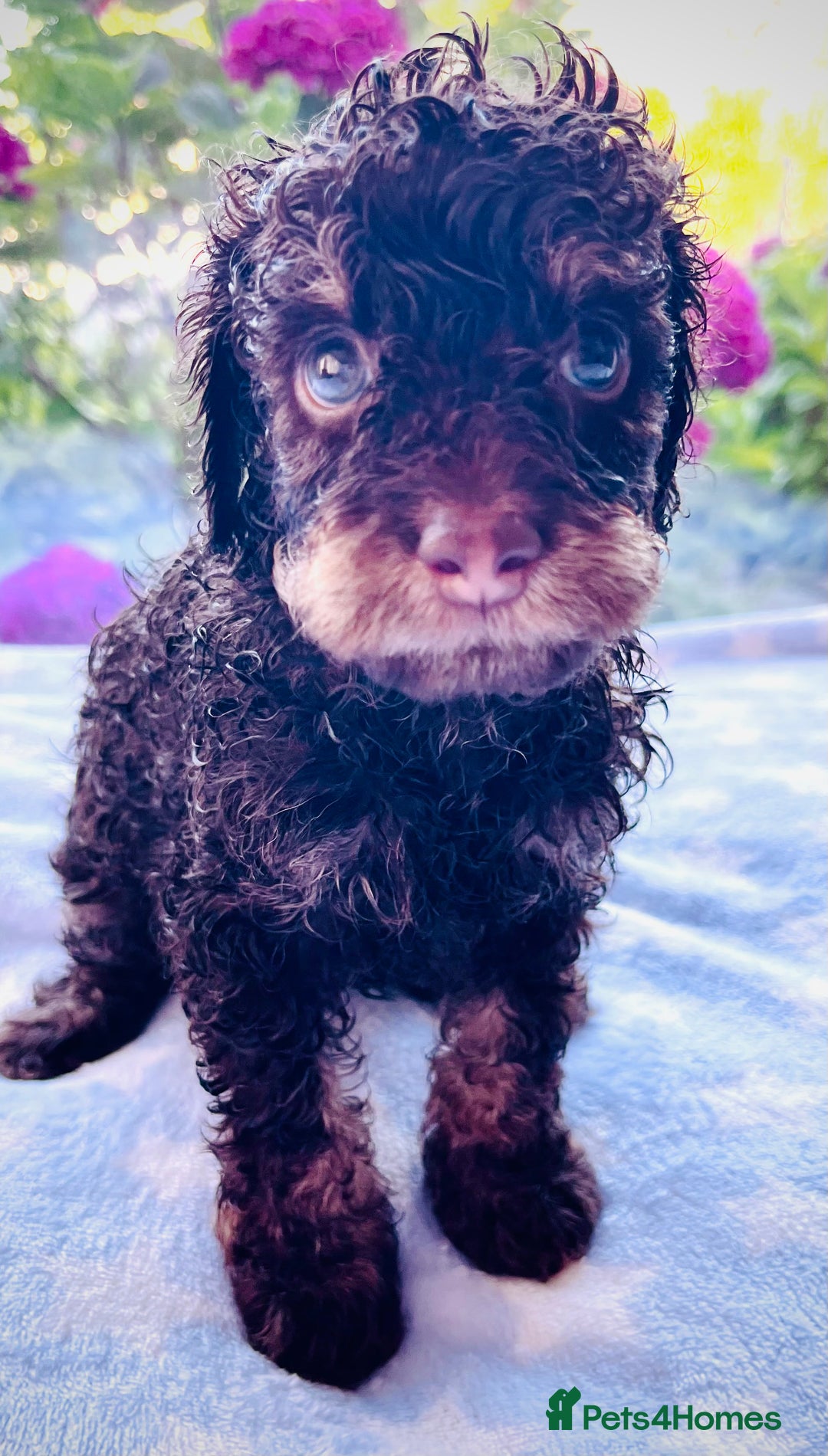 Cockapoo dogs for sale: Stunning fully DNA tested Cockapoo puppies - Image 12