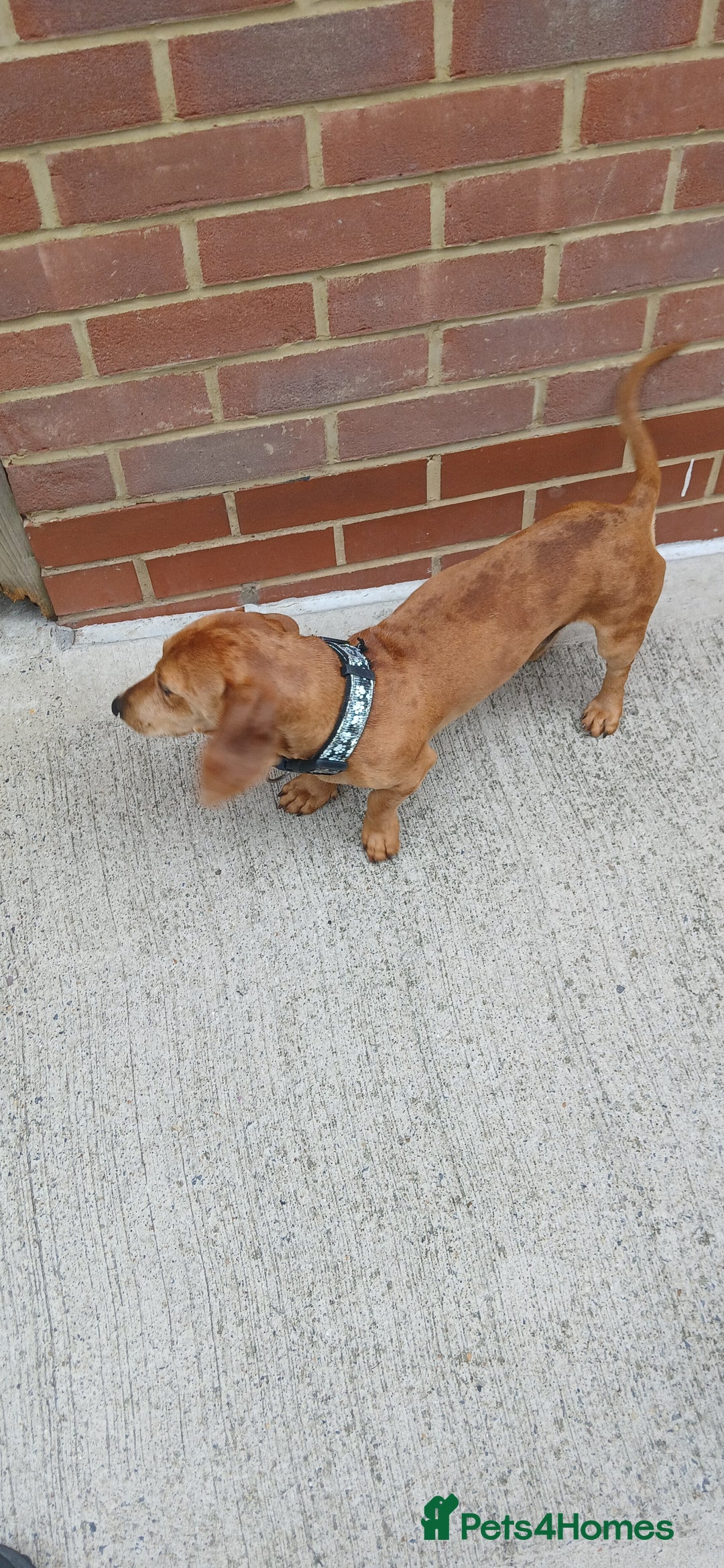 Dachshund dogs for sale: Dachshunds male  - Image 5
