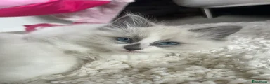 Ragdoll Kitten 3