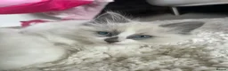 Ragdoll cats for sale: Male ragdoll kittens  - Advert 2