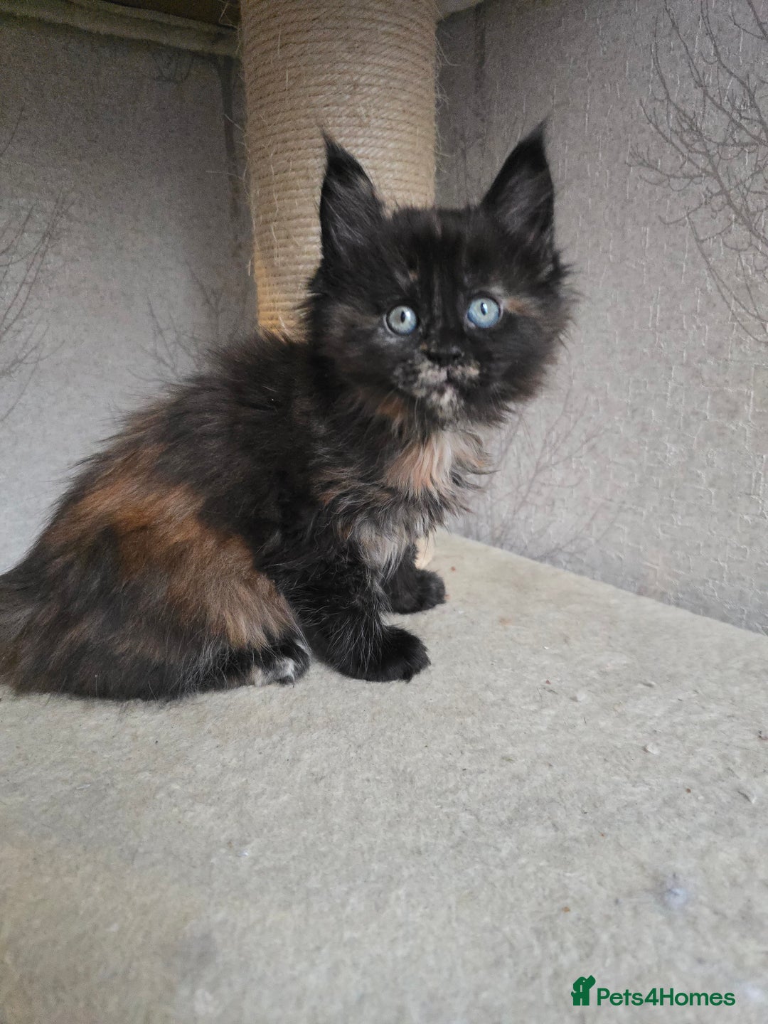 Maine Coon cats for sale: Amazing Large Purebred Maine Coon Kittens - Advert 21