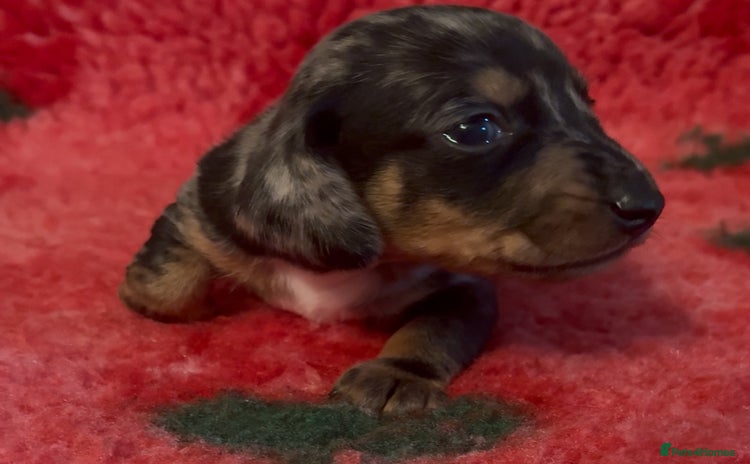 Dachshund dogs - Advert 1