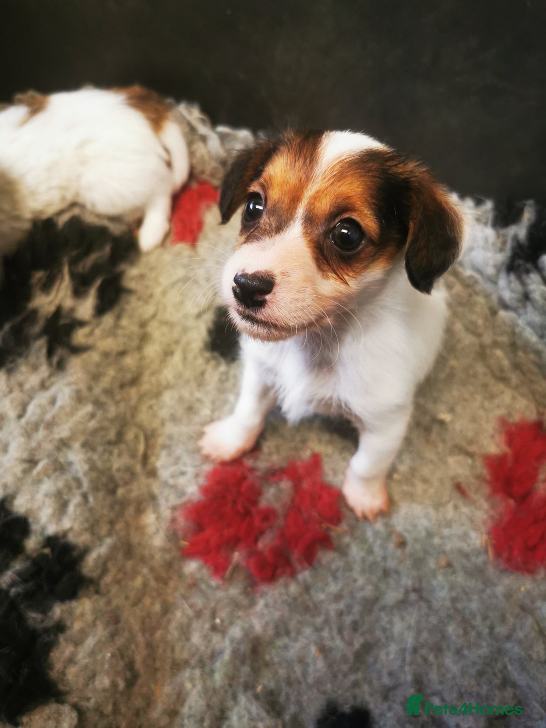 Mixed Breed dogs for sale: 2 Jack Russell cross puppies for sale - Advert 6
