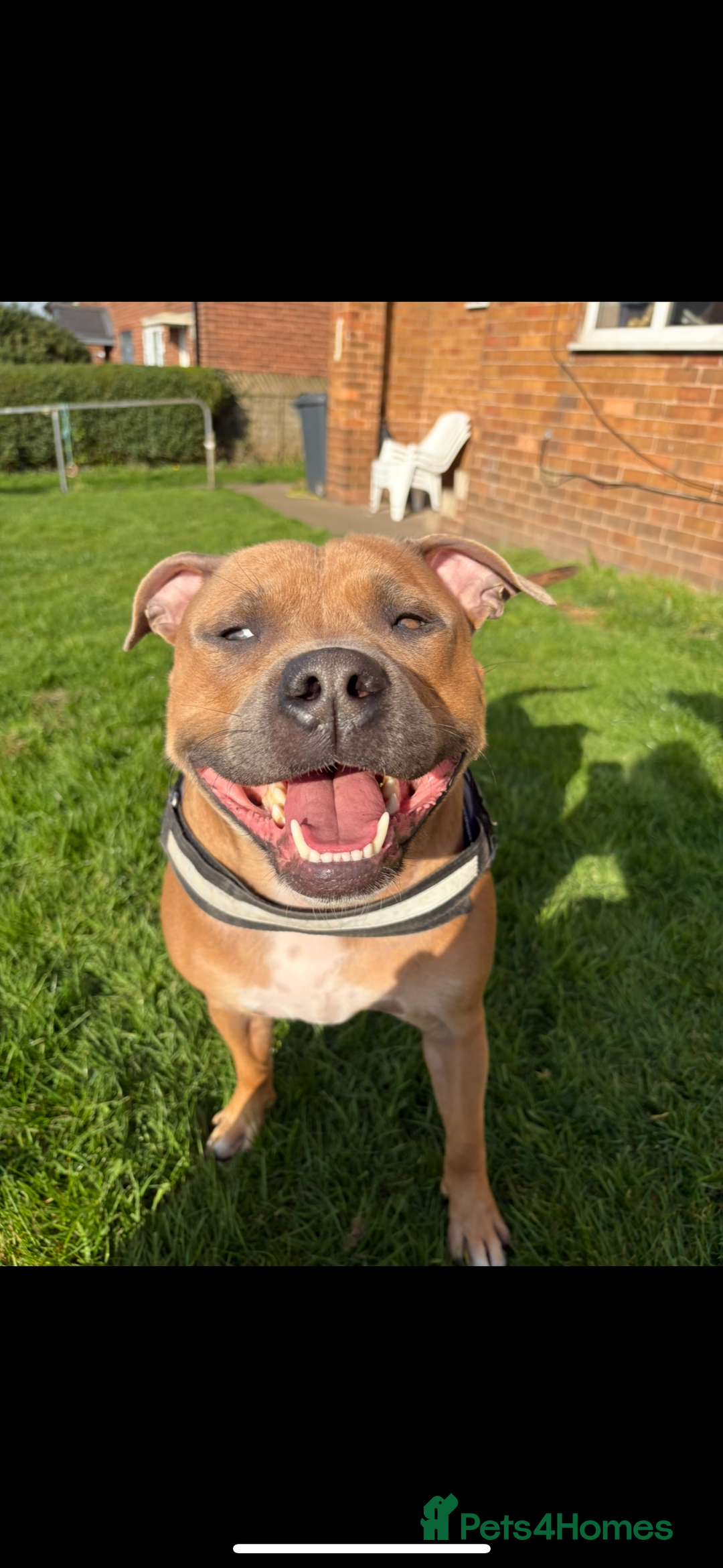 Staffordshire Bull Terrier dogs for sale: Blue staffordshire bull terrier puppies  - Image 3