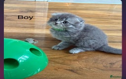 Scottish Fold cats for sale: scottish fold kittens  - Image 12