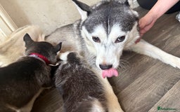 Siberian Husky dogs for sale: Beautiful Siberian huskies - Image 8