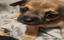 Mixed Breed dogs for sale: Beautiful jackchi puppies  - Advert 5