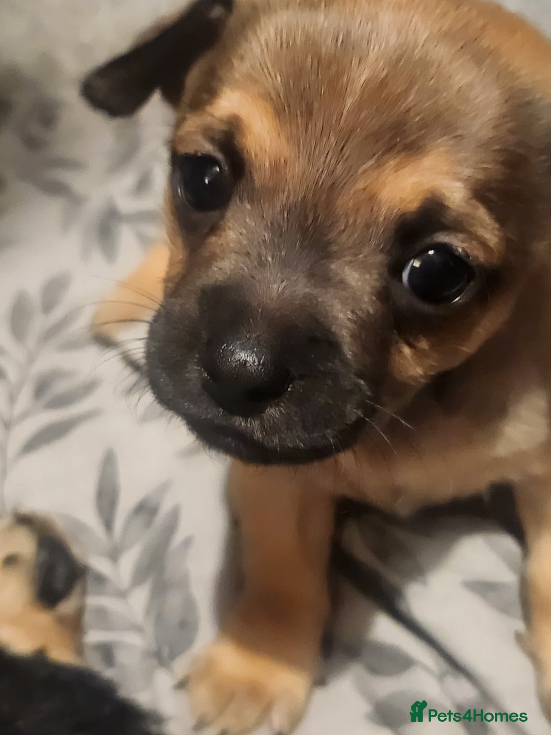 Mixed Breed dogs for sale: Beautiful jackchi puppies  - Advert 5