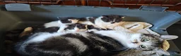 Mixed Breed cats for sale: Black and white girls - Advert 1