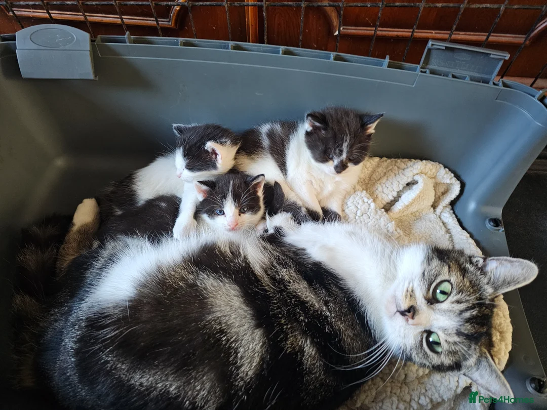 Mixed Breed cats for sale: Black and white girls - Advert 1
