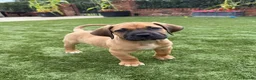 Boerboel dogs for sale: 1 stunning male left  - Advert 7