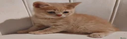 British Shorthair cats for sale: 5 handsome boys Bradford  - Advert 29