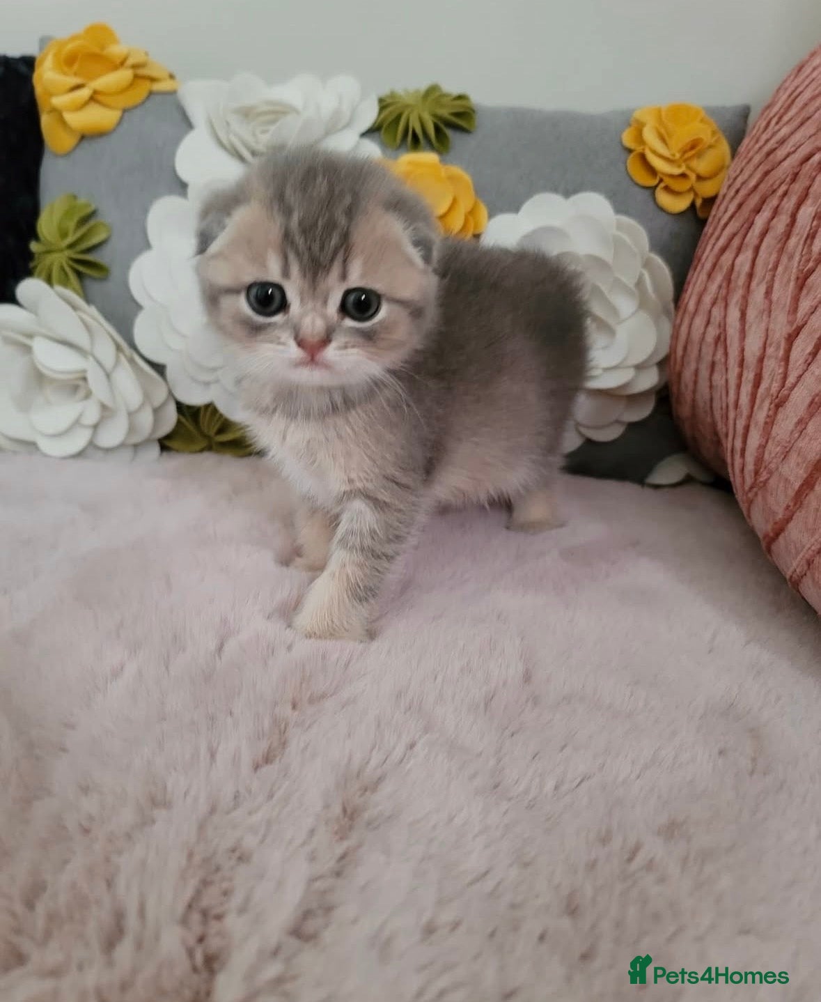 Scottish Fold cats Adorable Blue Golden Male Scottish Fold Kitten - Advert 10
