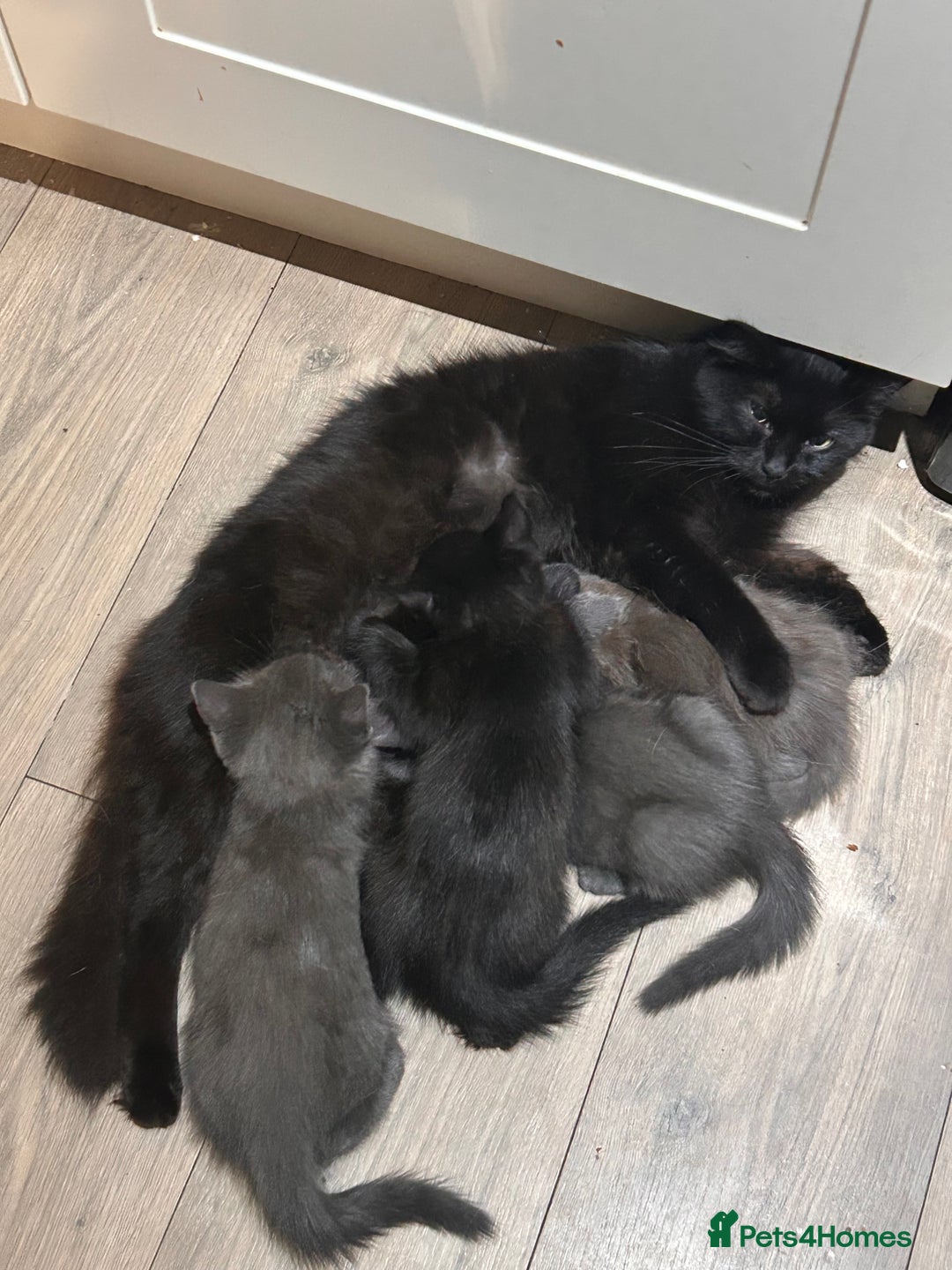 Ragdoll cats for sale: 4 adorable kittens - Image 5
