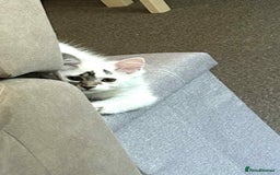 Mixed Breed cats for sale: 2 kittens  - Image 7