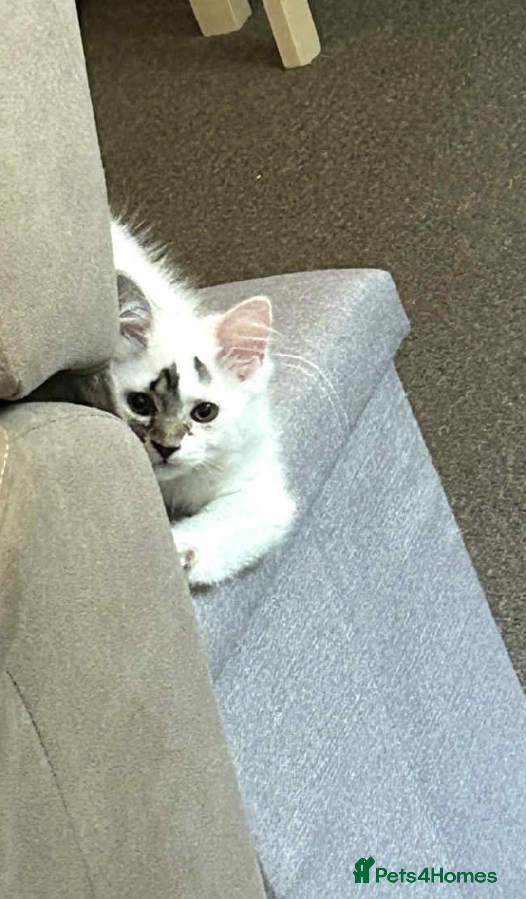 Mixed Breed cats for sale: 2 kittens  - Image 7
