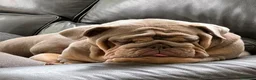 English Bulldog dogs for sale: Exceptional English Bulldog Puppies - Advert 5