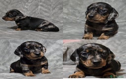 Miniature Dachshund dogs for stud: Champion Sired, Crufts Qualified Shaded Red in Dalry - Image 11
