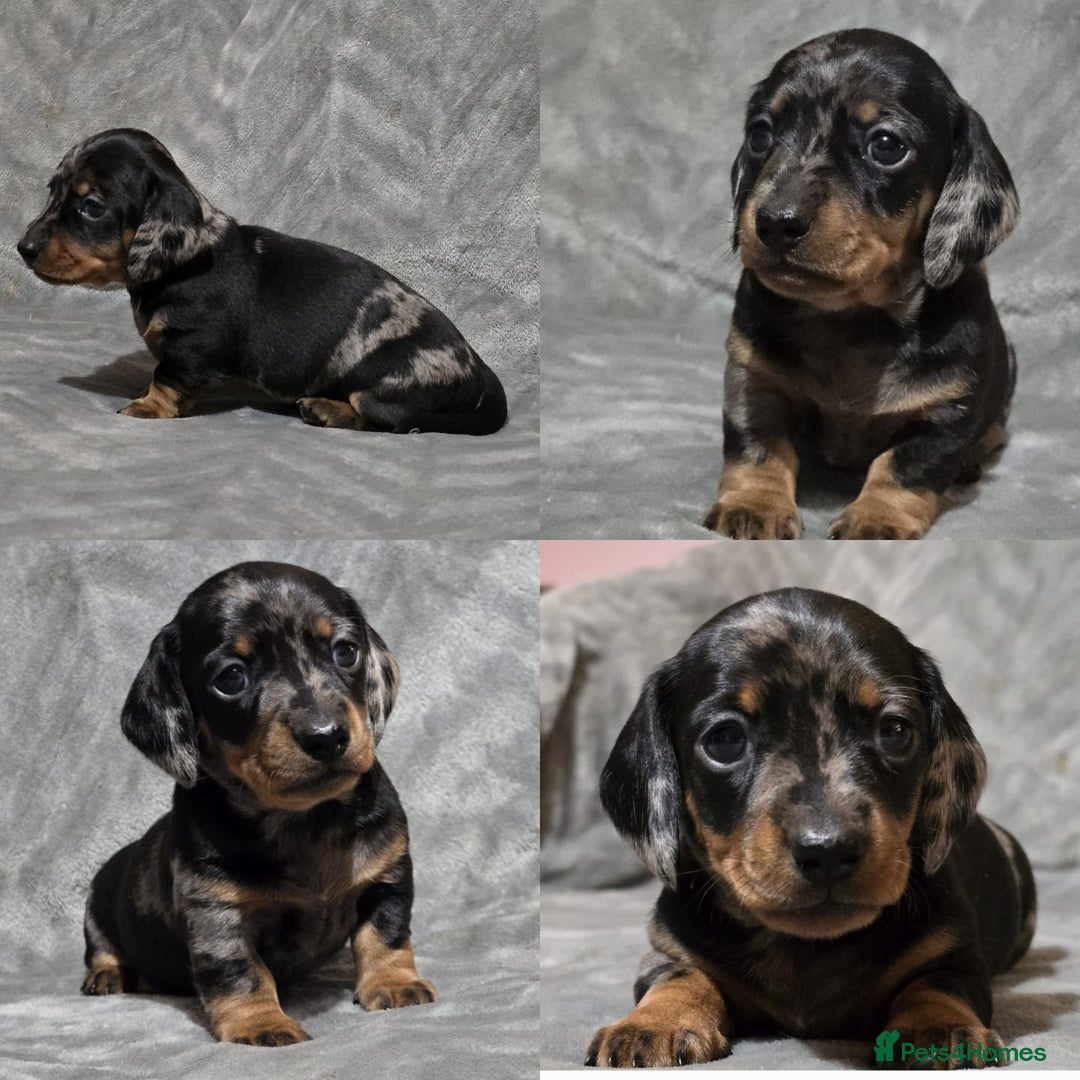 Miniature Dachshund dogs for stud: Champion Sired, Crufts Qualified Shaded Red in Dalry - Image 11