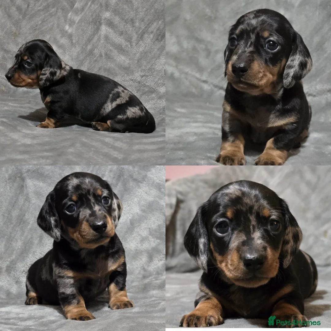 Miniature Dachshund dogs for stud: Champion Sired, Crufts Qualified Shaded Red in Dalry - Advert 11