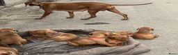 Hungarian Vizsla dogs for sale: Knowledgeable Choice for a Loyal Vizsla Companions in Cardiff - Advert 1