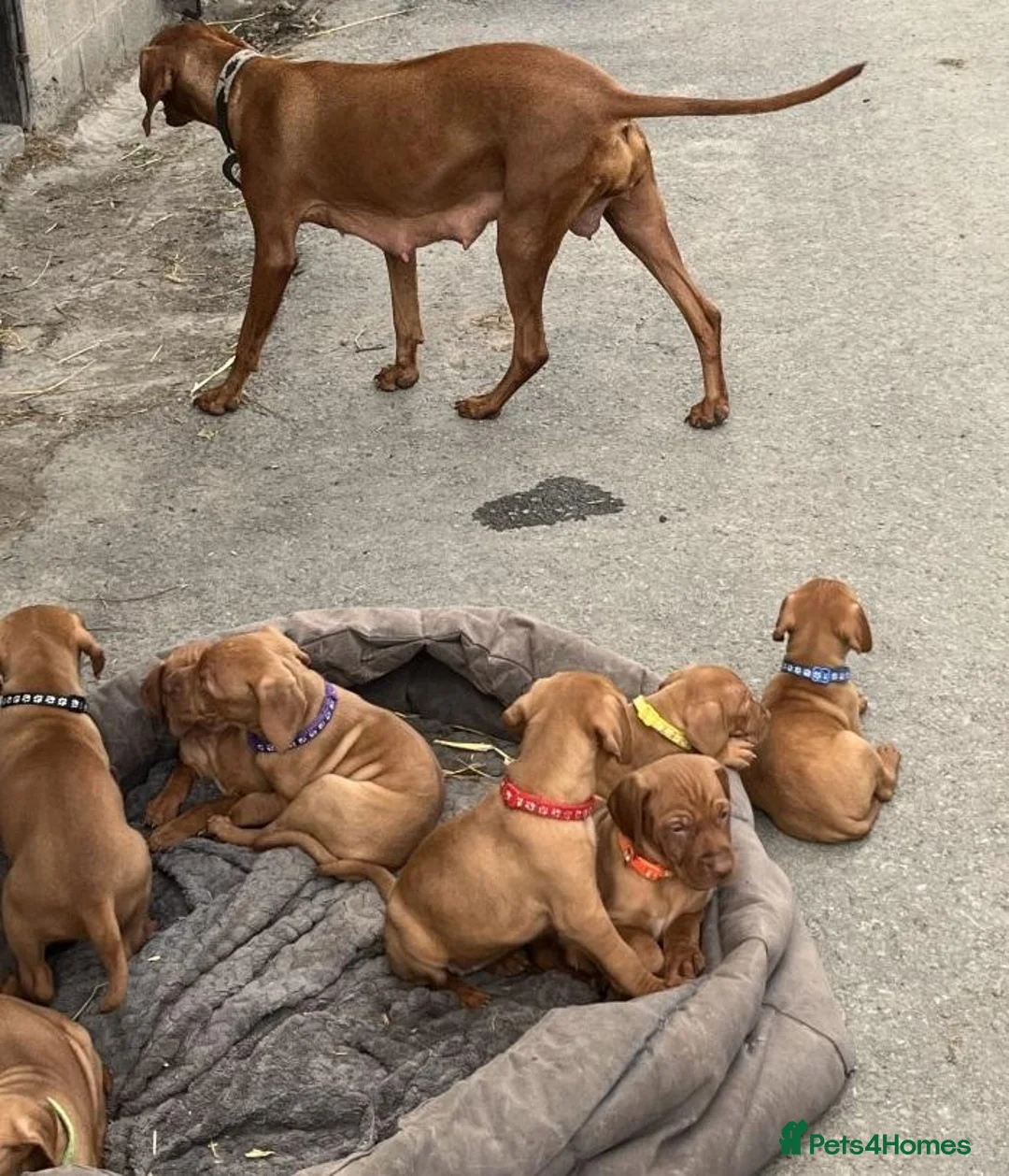 Hungarian Vizsla dogs for sale: Knowledgeable Choice for a Loyal Vizsla Companions in Cardiff - Advert 1