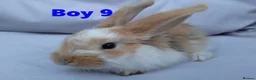 Mini Lop rabbits for sale: Cute French x Mini Lop Looking for Loving Homes! - Advert 5