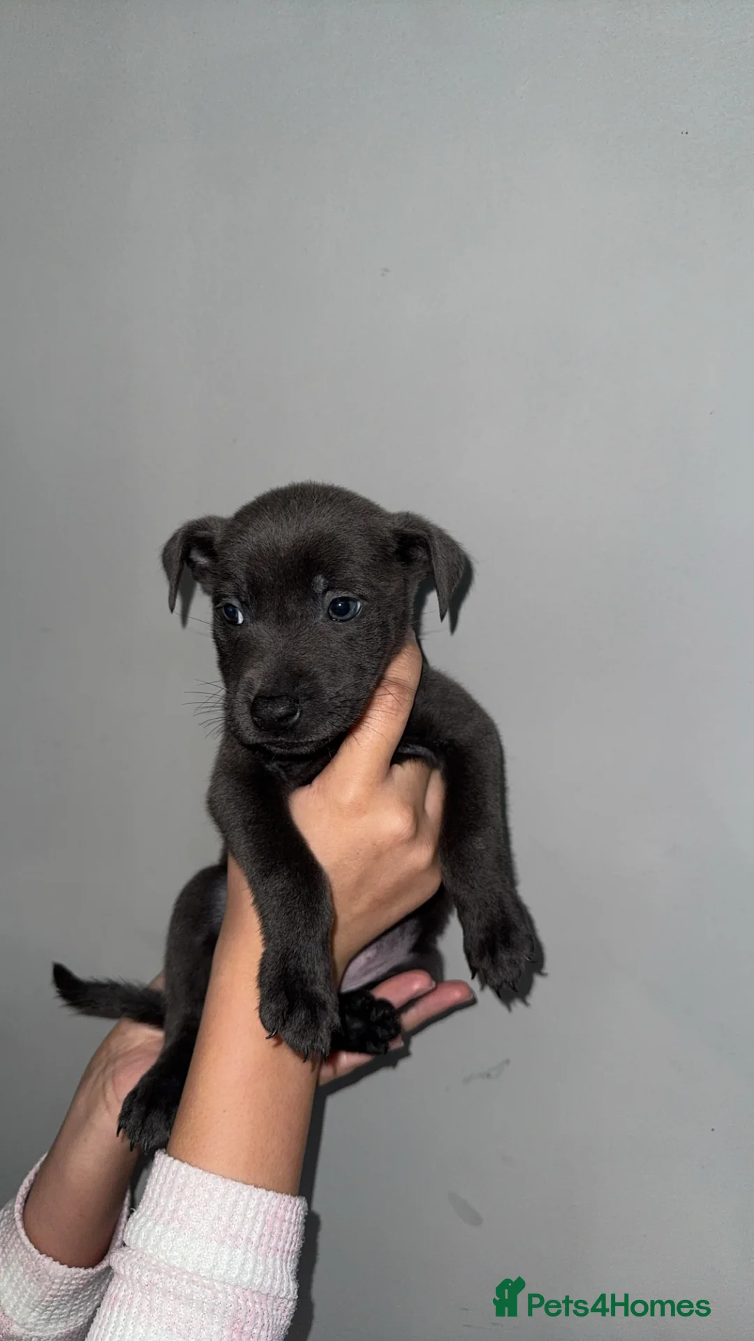 Mixed Breed dogs for sale: Female puppies  - Advert 2