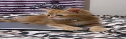 Domestic Shorthair cats for sale: 🐾 Adorable Kittens Ready for Loving Homes - Advert 6