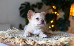 French Bulldog dogs for sale: Beautiful French bulldog puppies!  - Image 4