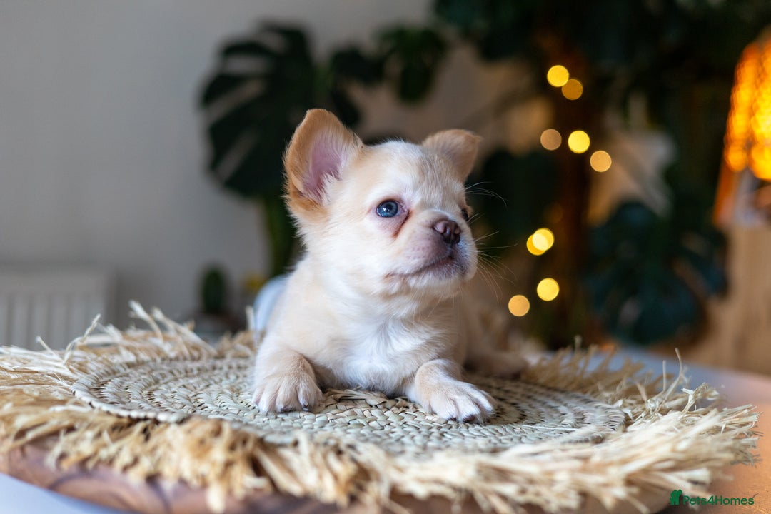 French Bulldog dogs for sale: Beautiful French bulldog puppies!  - Image 4