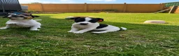 Jack Russell dogs for sale: Gorgeous Jack Russell puppies - Advert 6