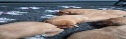 Labrador Retriever dogs for sale: Beautiful KC Registered Fox Red Labrador Puppies  - Advert 4