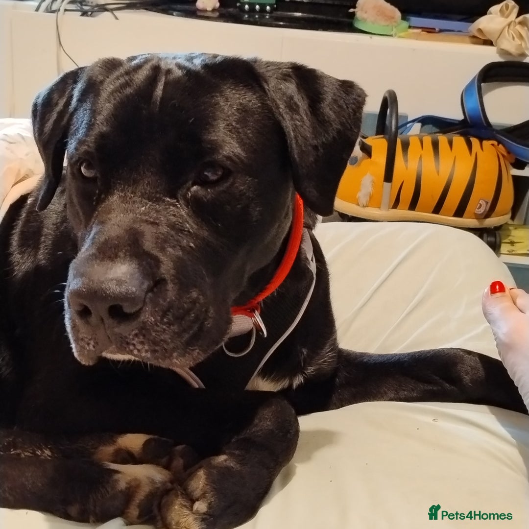 Mixed Breed dogs for sale: Loving Labrador cross for forever home  - Image 2