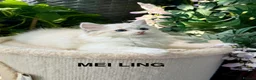 Ragdoll cats for sale: F1 100 % PURE FIFE REGISTRATION RAGDOLL KITTENS - Advert 18